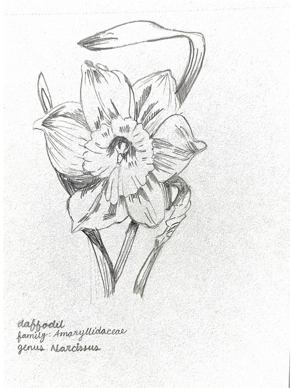 Root Causes | Narcissus: I Can’t Feel My Face When I’m in Bloom